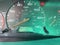 2004 Honda Odyssey EX
